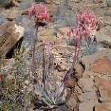 Cotyledon orbiculata PR (flat leaf w/ red margin)   ÉPUISÉ - OUT of STOCK - AGOTADO